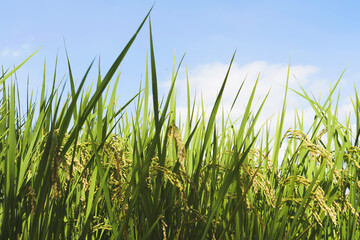 Golden ears of rice, blue sky