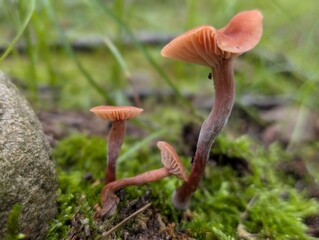 mushroom in the woods