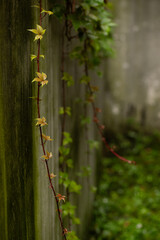 Abstract texture of a grungy, weathered concrete wall and mossy ground in a forgotten alley