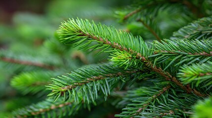 Fototapeta premium Close-up of Evergreen Branch with Vibrant Green Needles, Perfect for Christmas, Holiday, and Nature-Related Designs