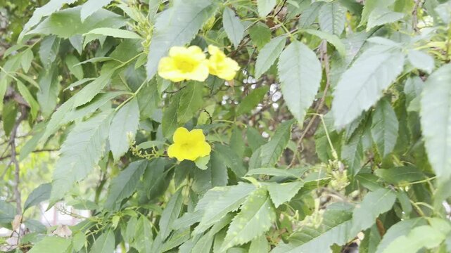Bee pollinating on Tecoma stans flowers
