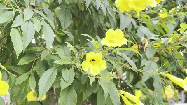 Bee pollinating on Tecoma stans flowers