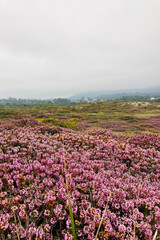 Cliffs at Bufones of Pria in the Cantabrian Sea also known as the Pria Blowholes, are a fascinating natural geological phenomenon located on the northern coast of Asturias, Spain.