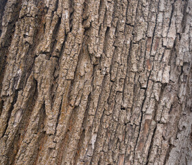 Old bark tree texture. Natural wood surface pattern, old tree skin