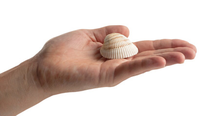  seashell nestled in the palm of a hand . Isolated on transparent background, png