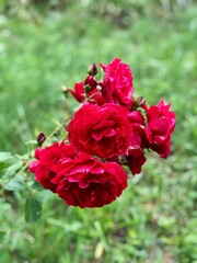 red rose in garden