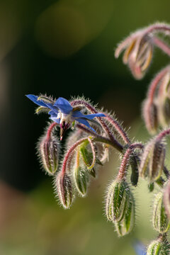 Zoom sur une fleur de bourrache - fond sombre