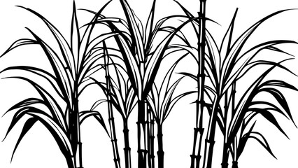 Black and white illustration of tall sugarcane stalks with lush leaves