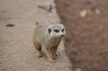 meerkat on guard duty