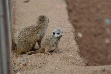 Fototapeta premium baby meerkat with her mother