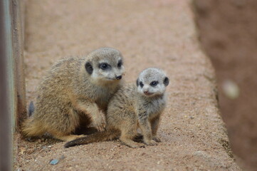 baby meerkat with her mother
