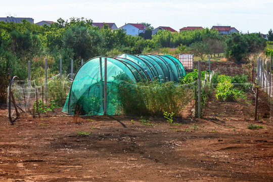 Arched green mesh greenhouse tunnels across dry soil field, fenced with wire and dotted with green plants inside. In sunny background, rural houses nestle among olive trees and shrubs on horizon