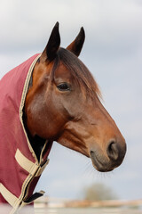 Obraz premium A beautiful riding horse. Dark brown riding horse in a paddock in the yard of a riding school. The horse is wearing a red blanket. 
