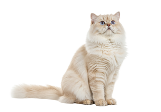 Isolated cute fluffy Ragdoll cat sitting upright looking up with blue eyes adorable face
