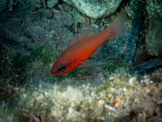 cardinalfish