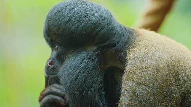 A large thinking ape with a pronounced large brain is in a thinking state with its finger in its mouth. Closeup