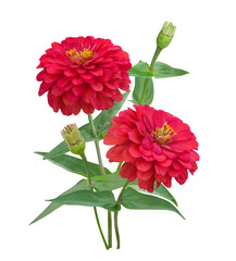Red Zinnia flowers branch tropical floral decor isolated on transparent background