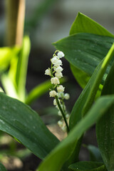 Fototapeta premium Lily of the Valley with Green Leaves
