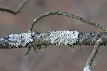 lichen on a branch of a pine tree in the forest in October