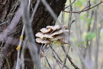 Trametes versicolor growing on a tree in the forest