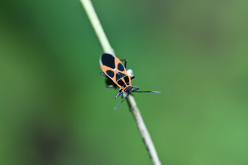 ジュウジナガカメムシ