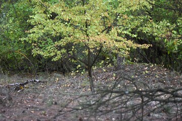 Autumn leaves of trees in the park against the blue sky