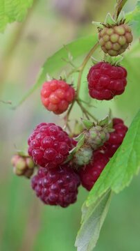 A vibrant close-up of a raspberry bush, capturing the transition from unripe green to ripe red fruits among fresh leaves, showcasing nature's cycle and the beauty of fresh produce.