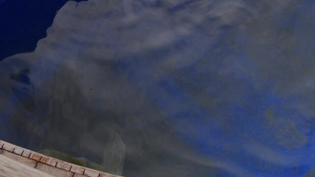 Top view of a turtle swimming in a blue aquarium