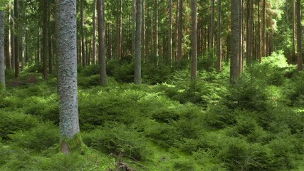 Cinematic 4K drone footage flying through a pine forest with sunbeams shining between trees, green ferns, and moss-covered ground. Peaceful natural atmosphere perfect for nature films, travel videos,  - Powered by Adobe