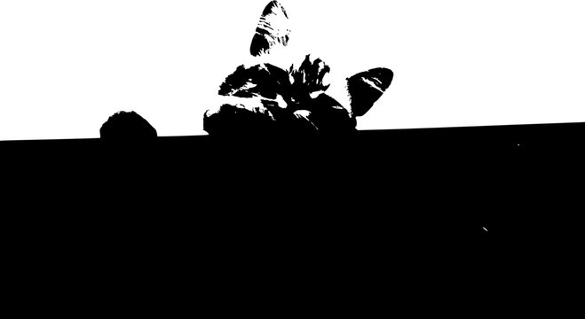 Black and white minimalist vector of a curious animal peeking from behind a wall. Ideal for creative designs, pet-themed artwork, humorous graphics, or modern minimalist prints.