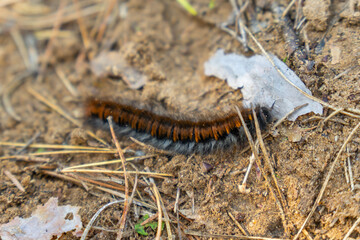 The photo features a Fox moth caterpillar