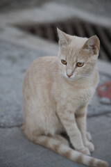 Obraz premium Light brown cat sitting on the street