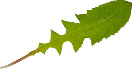 Green dandelion leaf isolated on white background