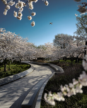 View of winding concrete path lined with cherry blossom trees under a tranquil blue sky, their white petals creating a serene canopy, Washington, D.C., United States.