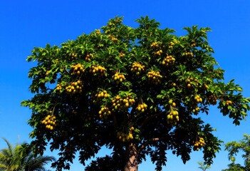 Lush tropical tree laden with yellow fruit against a vibrant blue sky