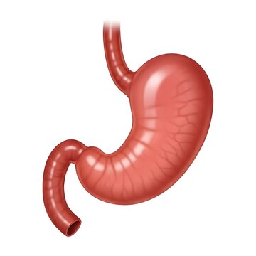 Illustration of a human stomach, showing its anatomy and blood vessels.