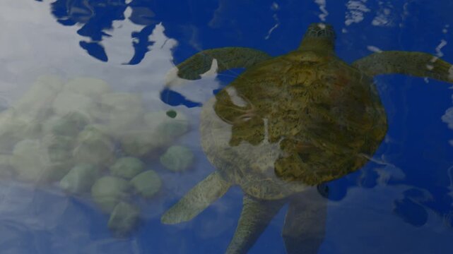 Top view of a turtle swimming calmly in an aquarium, animal reserve
