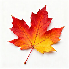 Obraz premium A vibrant maple leaf presents a blend of red and yellow colors, representing the beauty of autumn. The leaf rests on a clear white background, highlighting its intricate details