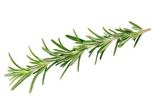 Fresh green rosemary sprig isolated on a transparent background