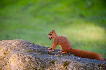 Red squirrel sitting on rock with walnut