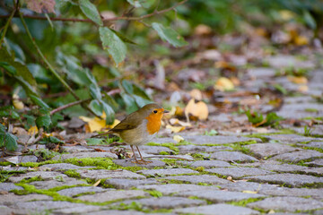 European robin standing on a mossy cobblestone path in soft natural light	