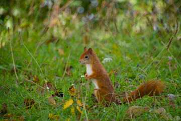 Red squirrel standing in green grass close-up