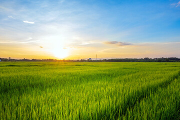 Sunset over green rice fields, Golden hour in rice paddies
