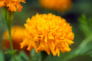 Macro of fresh orange marigold flowers in full bloom in morning