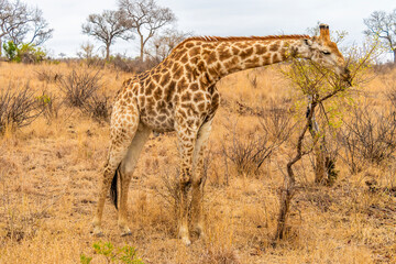 A view of a giraffe grazing in Kruger national park, South Africa in Springtime