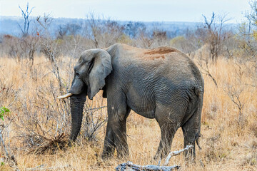 A view of an elephant roaming through the bush in Kruger national park, South Africa in Springtime