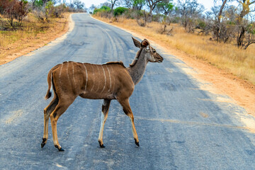 A view in the early morning light of an impala crossing the road in Kruger national park, South Africa in Springtime