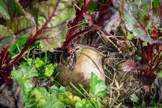 Betteraves en terre au soleil