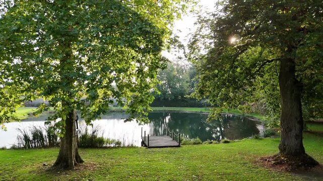 tree in the park