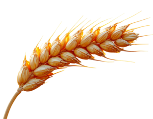 Single Ear of Golden Wheat, Front View, isolated on transparent background